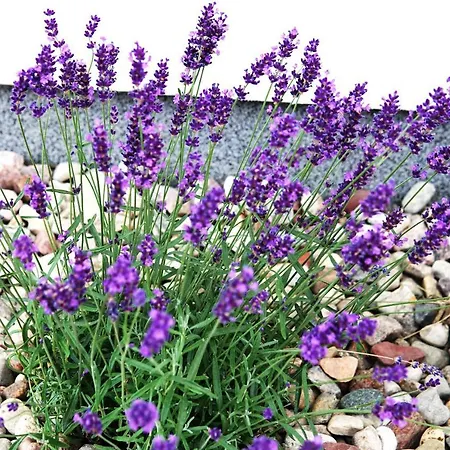 Regatowa Przystan Apartment