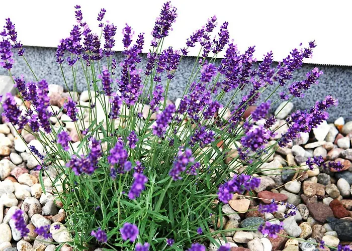 Regatowa Przystan Διαμέρισμα